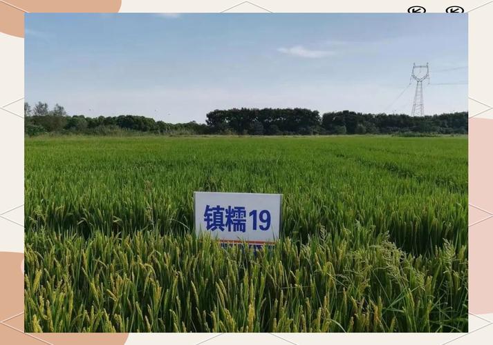 镇江市粮食节约与反食品浪费工作取得显著成效